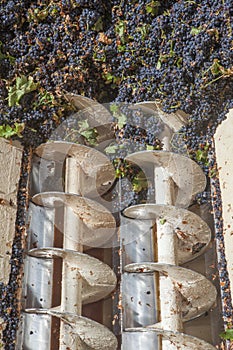 Grape destemmer in action during winemaking process photo