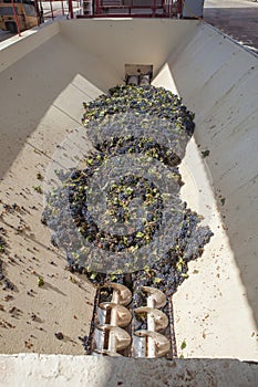 Grape destemmer in action during winemaking process