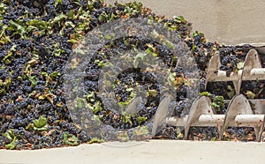 Grape destemmer in action during winemaking process photo