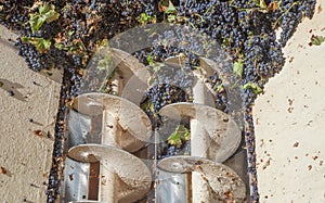 Grape destemmer in action during winemaking process photo