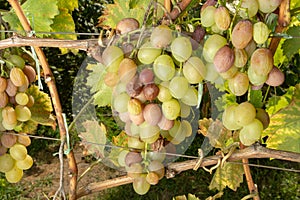 Grape disease close-up damage to rot and parasites. The concept