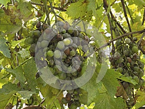 Grape disease. Leaves and bunches of green grapes with rot and plaque. Mold and grape Oidium powdery mildew. Signs of a fungal