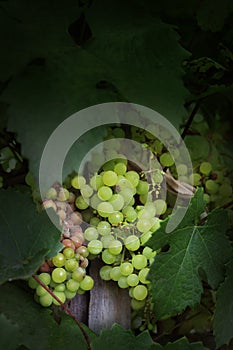 Grape disease. Rotting and ripening grapes on one vine. Crop infected gray mold. Agricultural problems. Botrytis cinerea