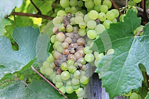 Grape disease. White grapes rot on the vine. Crop infected gray mold. Botrytis cinerea photo