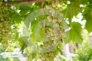 Grape disease. White grapes rot on the vine. Crop infected by gray mold. Botrytis cinerea