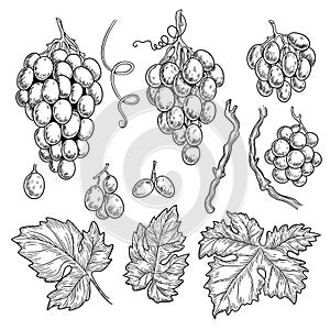 Grape doodle. Wine symbols for restaurant menu graphics engraving grape leaves vector hand drawn collection