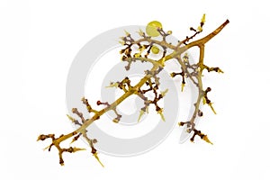 Grape empty sprig on a white background
