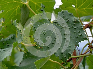 Grape erineum mite and their galls. Vineyard problem. Top of leaf looks blistered. Colomerus vitis.