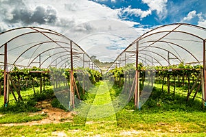 Grape farm in the countryside