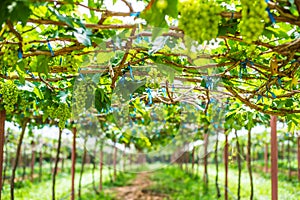 Grape farm in the countryside