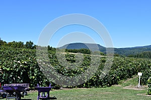 Grape Farm at Jeromes U Pick Grapes in Naples, New York