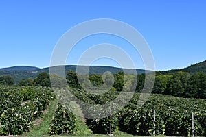 Grape Farm at Jeromes U Pick Grapes in Naples, New York