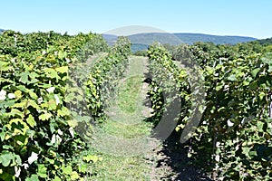 Grape Farm at Jeromes U Pick Grapes in Naples, New York