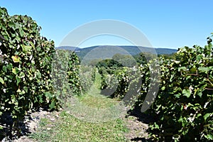 Grape Farm at Jeromes U Pick Grapes in Naples, New York