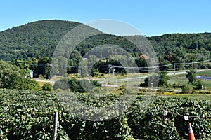 Grape Farm at Jeromes U Pick Grapes in Naples, New York