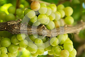 Grape in a farm at Ninh Thuan, Vietnam.