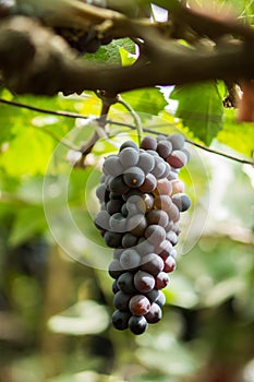 Grape in a farm at Ninh Thuan, Vietnam.