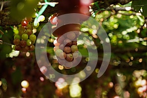 Grape in a farm at Ninh Thuan, Vietnam.