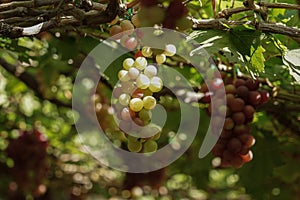 Grape in a farm at Ninh Thuan, Vietnam.