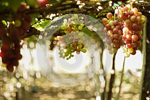 Grape in a farm at Ninh Thuan, Vietnam.