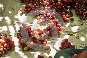 Grape in a farm at Ninh Thuan, Vietnam.