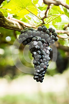 Grape in a farm at Ninh Thuan, Vietnam.