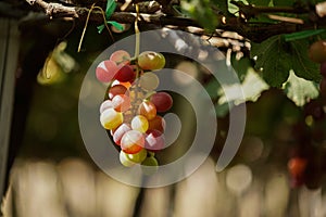 Grape in a farm at Ninh Thuan, Vietnam.