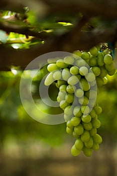 Grape in a farm at Ninh Thuan, Vietnam.