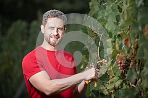 Grape farmer cutting grapes. Farmer cut grapevine. Vinedresser cutting grapes bunch. Male vineyard owner. Man with