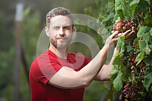 Grape farmer cutting grapes. Man picking wine grapes on vine in vineyard. Harvest of grapes. Fields vineyards ripen