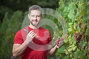 Grape farmer cutting grapes. Vinedresser cutting grapes bunch. male vineyard owner. Man harvester cutting grapes from