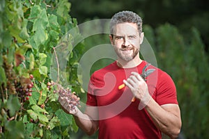Grape farmer cutting grapes. Vinedresser cutting grapes bunch. male vineyard owner. Man harvester cutting grapes from