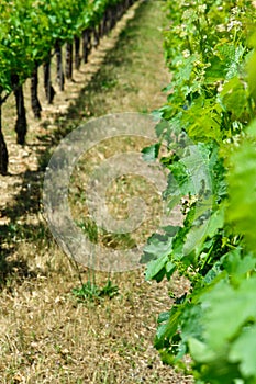 Grape field