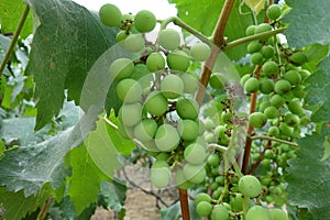 Grape field