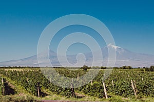 Grape field in Ararat valley. Mount Ararat on background. Grapes harvest. Exploring Armenia. Ecotourism and travel concept. Mounta