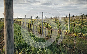 Grape field growing for wine