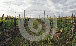 Grape field growing for wine