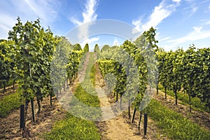 Grape field growing for wine. Vineyard hills. Summer scenery with wineyard rows.