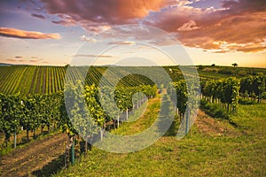 Grape field growing for wine. Vineyard hills. Summer scenery with wineyard rows.