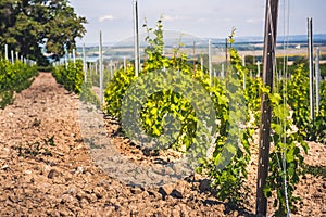 Grape field growing for wine. Vineyard hills. Summer scenery with wineyard rows.