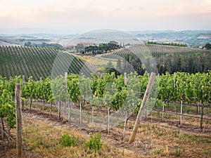 Grape field in Tuscany