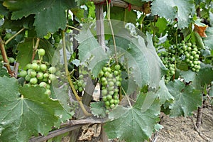 Un chicco di vino 