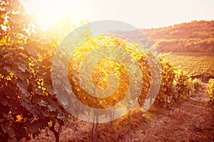 Grape field vineyard