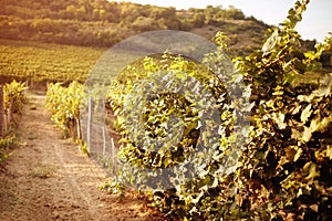 Grape field vineyard on sunset