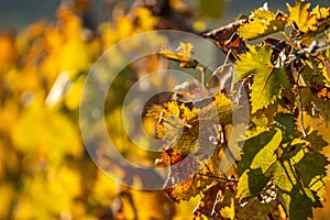 A grape field for wine. Vineyard hills. Autumn landscape with rows of vineyards. Tuscany, Italy.