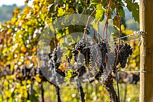 A grape field for wine. Vineyard hills. Autumn landscape with rows of vineyards. Tuscany, Italy.