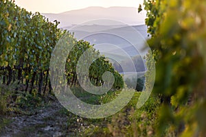 A grape field for wine. Vineyard hills. Autumn landscape with rows of vineyards. Tuscany, Italy.
