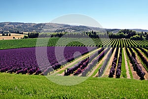 Grape Fields