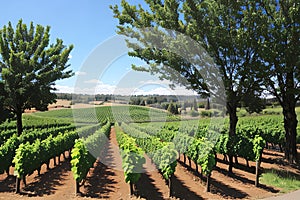 Grape Fields