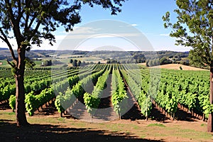 Grape Fields